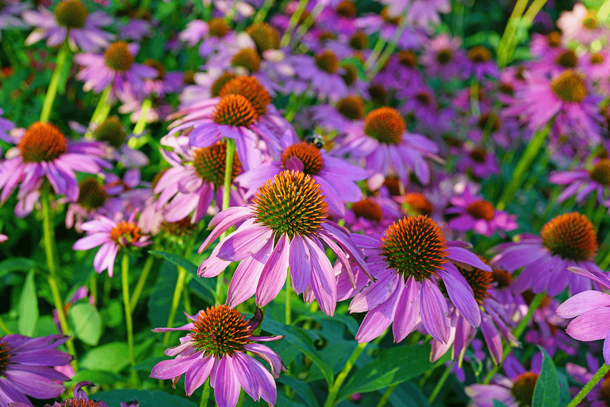 Echinacea - difese immunitarie - EIDON salus