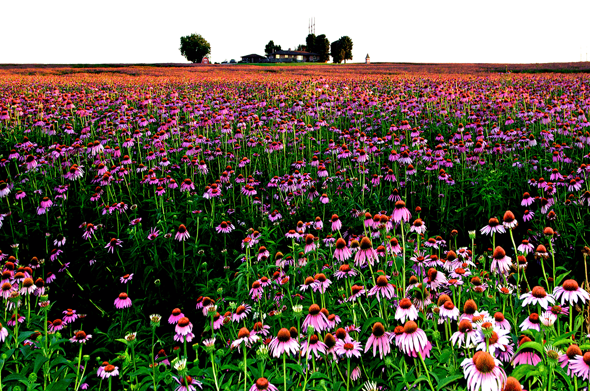 Echinacea - sistema immunitario - EIDON salus