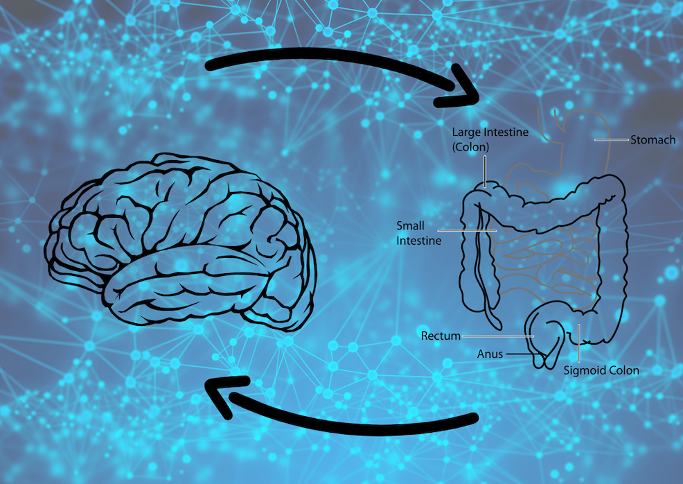 cervello intestino