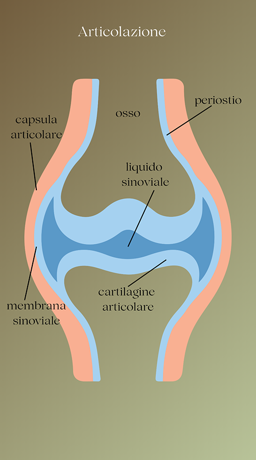 cartilagine e liquido sinoviale Curatore fallimentare: chi è, cosa fa e compenso main image 1