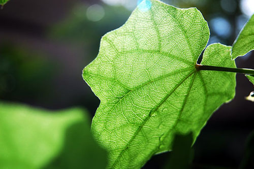 Foglia verde in trasparenza