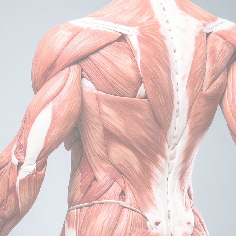 Muscolatura della schiena e del dorso