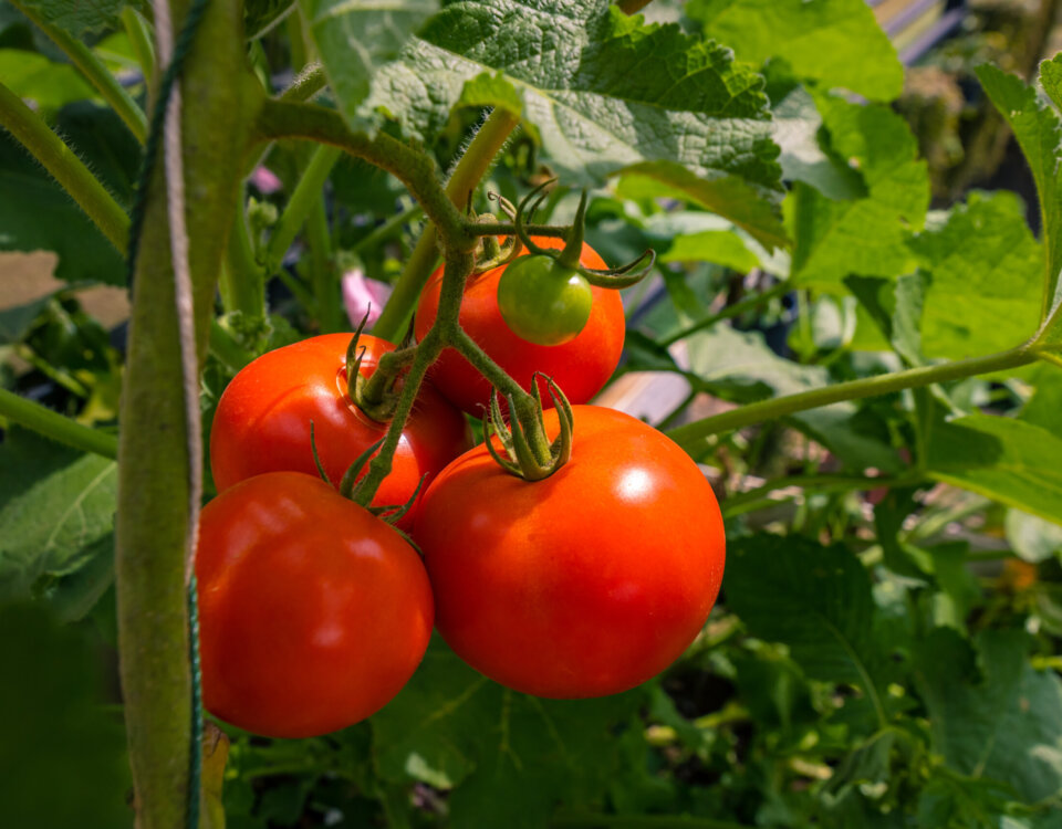 pomodoro fortificato