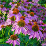 Echinacea - difese immunitarie - EIDON salus