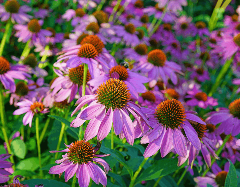 Echinacea - difese immunitarie - EIDON salus