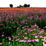 Echinacea - sistema immunitario - EIDON salus