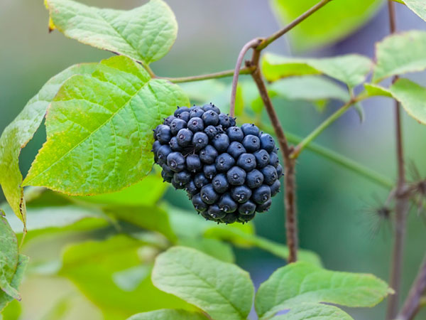 Eleuterococco (ginseng siberiano)