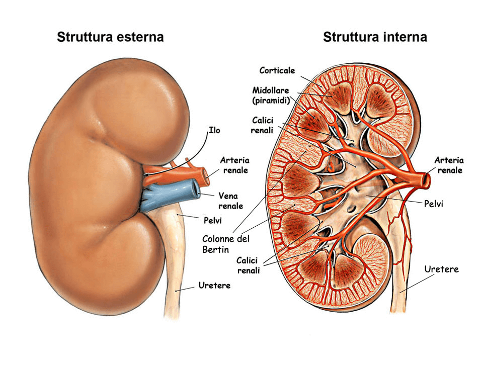 Rene, struttura interna ed esterna - EIDON salus