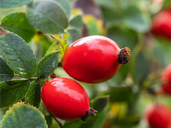 Rosa Canica