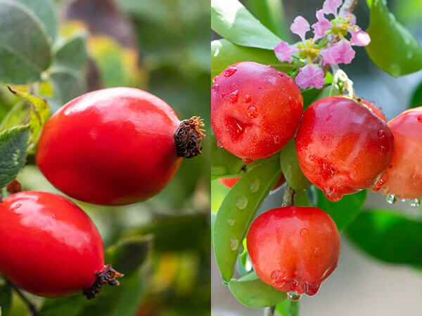 Rosa canina e acerola
