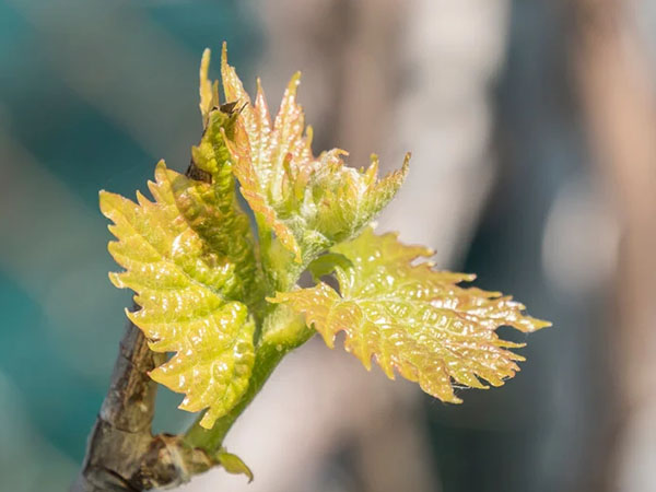 Vitis Vinifera