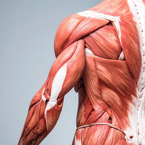 Muscolatura spalle e schiena